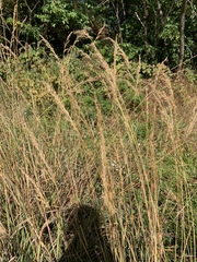 Sorghastrum