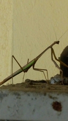 Phasmomantis sumichrasti