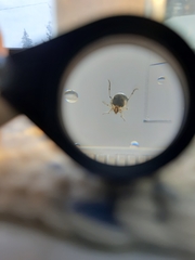 Peltodytes edentulus