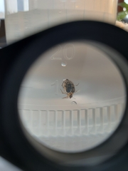 Peltodytes edentulus