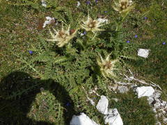 Cirsium spinosissimum