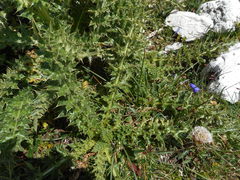 Cirsium spinosissimum