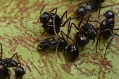 Polyrhachis yarrabahensis