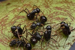 Polyrhachis yarrabahensis
