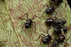 Polyrhachis yarrabahensis