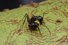 Polyrhachis yarrabahensis