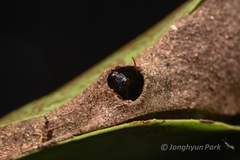 Polyrhachis yarrabahensis