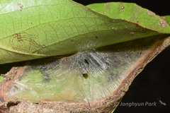 Polyrhachis yarrabahensis