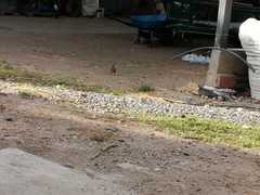 Toxostoma curvirostre