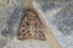 Sideridis reticulata