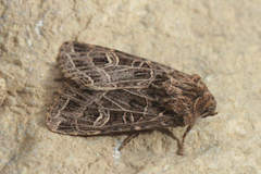 Sideridis reticulata