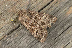 Sideridis reticulata