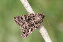 Sideridis reticulata