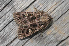 Sideridis reticulata