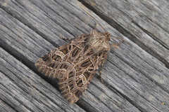 Sideridis reticulata