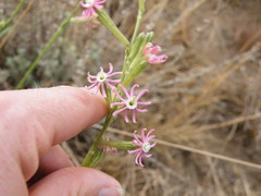 Silene burchellii