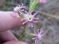 Silene burchellii