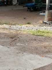 Toxostoma curvirostre