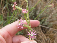 Silene burchellii