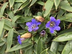 Gentiana scabra buergeri