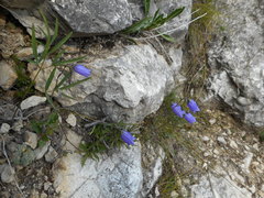 Campanula cespitosa