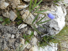 Campanula cespitosa
