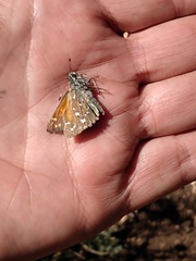 Hesperia woodgatei