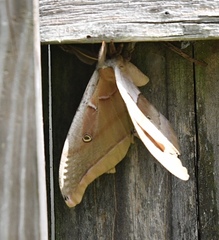 Antheraea polyphemus