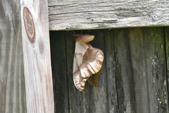 Antheraea polyphemus