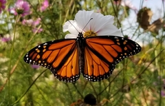 Danaus plexippus