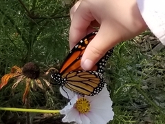 Danaus plexippus