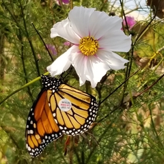 Danaus plexippus