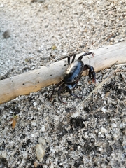 Potamonautes brincki