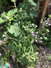 Cyanthillium cinereum