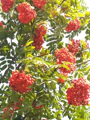 Sorbus aucuparia