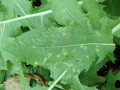 Puccinia cnici-oleracei