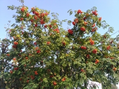 Sorbus aucuparia