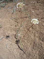 Allium howellii
