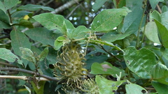 Ibatia ganglinosa