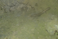 Scincella gemmingeri