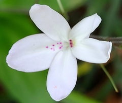 Image of Pseuderanthemum variabile