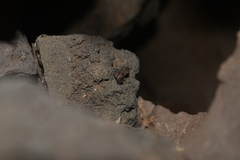 Eleutherodactylus cystignathoides