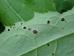 Puccinia cnici-oleracei