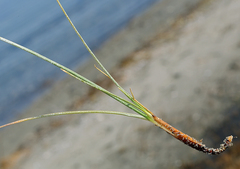 Amphiscirpus nevadensis