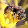 Protandrena ornatipes - Photo (c) Catherine C. Galley, some rights reserved (CC BY), uploaded by Catherine C. Galley