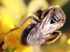 Protandrena ornatipes