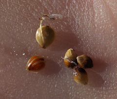 Amphiscirpus nevadensis