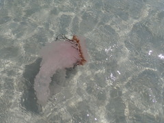 Chrysaora agulhensis