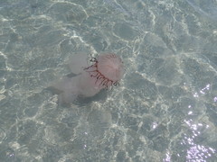 Chrysaora agulhensis