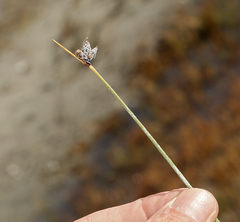 Amphiscirpus nevadensis